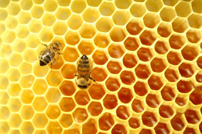 Cách sử dụng Sữa ong chúa Có nguy hiểm nếu dùng sai cách?