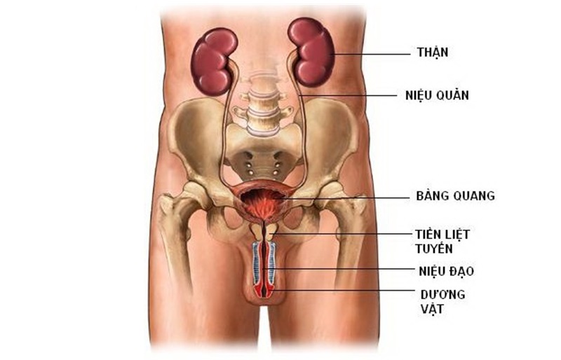 tien liet tuyen la gi