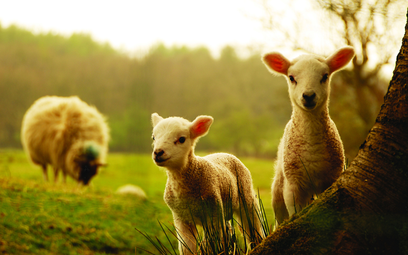 Cách sử dụng Nhau thai cừu Có nguy hiểm nếu dùng sai cách?