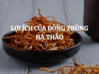 6 lợi ích của đông trùng hạ thảo đã được khoa học nghiên cứu và chứng minh