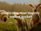 Có nên uống nhau thai cừu thường xuyên không? Lợi ích của việc uống nhau thai cừu