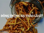 Đông trùng hạ thảo là gì? Thành phần dinh dưỡng và dược tính của đông trùng hạ thảo