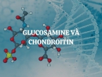 Glucosamine và Chondroitin: Cặp đôi vàng cho sức khỏe khớp