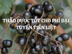 Gợi ý các loại thảo dược tốt cho phì đại tuyến tiền liệt