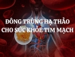 Đông Trùng Hạ Thảo cho sức khỏe tim mạch: Lợi ích và tác dụng vượt trội