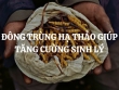 Đông trùng hạ thảo giúp tăng cường sinh lý - Giải pháp tự nhiên cho sức khỏe nam giới