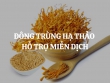 Đông trùng hạ thảo hỗ trợ miễn dịch bằng cơ chế nào? Nên mua đông trùng hạ thảo loại nào tốt?