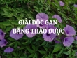 Giải độc gan bằng thảo dược: Tác dụng và lưu ý khi sử dụng