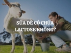 Sữa dê có chứa Lactose không? Tất cả những gì bạn cần biết