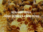 Sữa ong chúa - Công dụng và cách dùng cụ thể như thế nào?