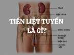 Tiền liệt tuyến là gì? Vai trò và chức năng của tuyến tiền liệt